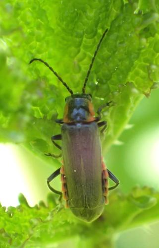 Cantharis pulicaria